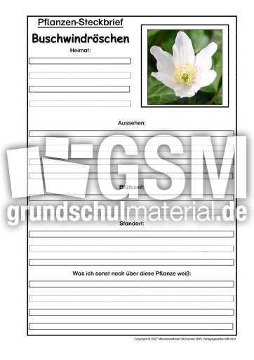 Pflanzensteckbrief-Buschwindröschen.pdf